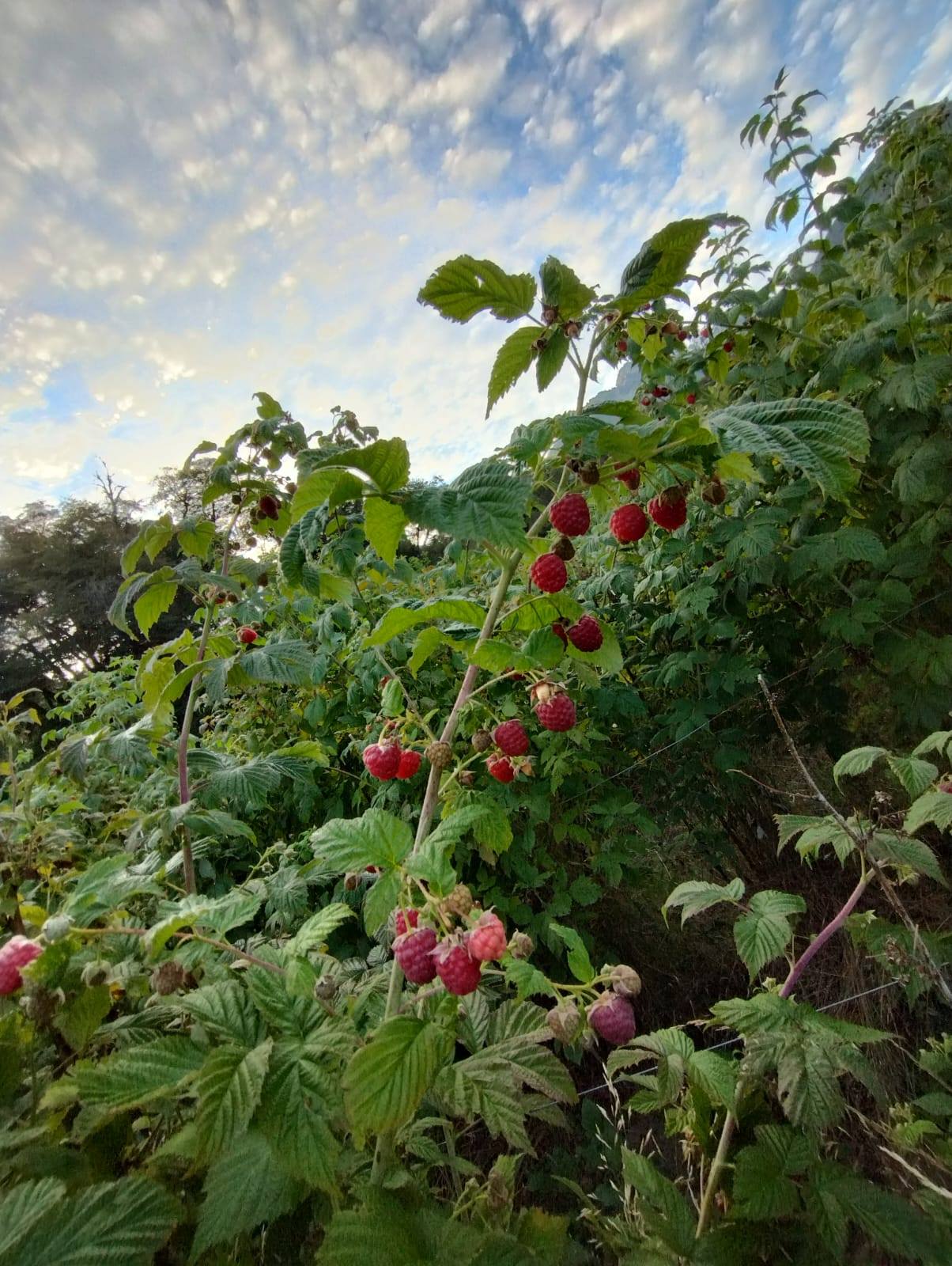 Agroturismo y alimentos locales de El Manso